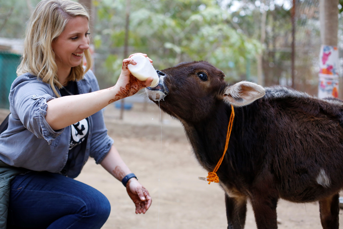 Animal Aid Unlimited volunteers treating a rescued animal