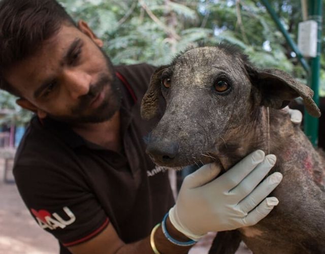 A street dog in India, thin and alone