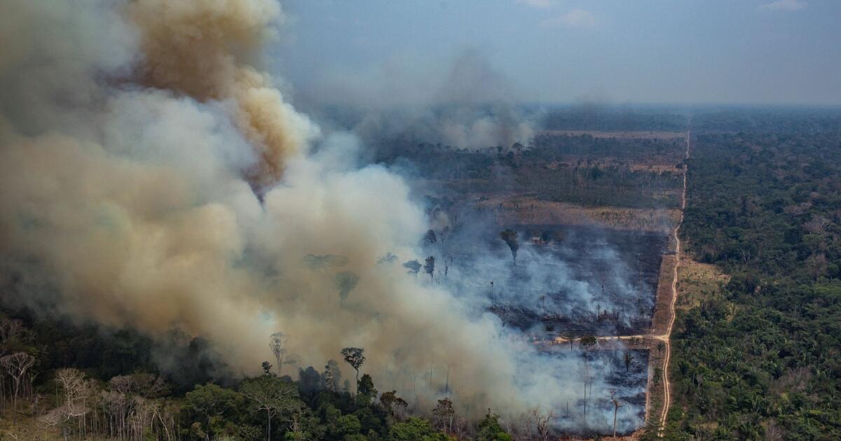 Aerial view of the Amazon burning — green forest beside scorched earth and rising smoke