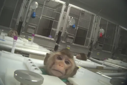 A monkey in a laboratory looking directly into the camera, rows of cages behind
