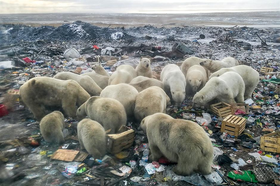 Polar bears feeding on an Arctic rubbish dump