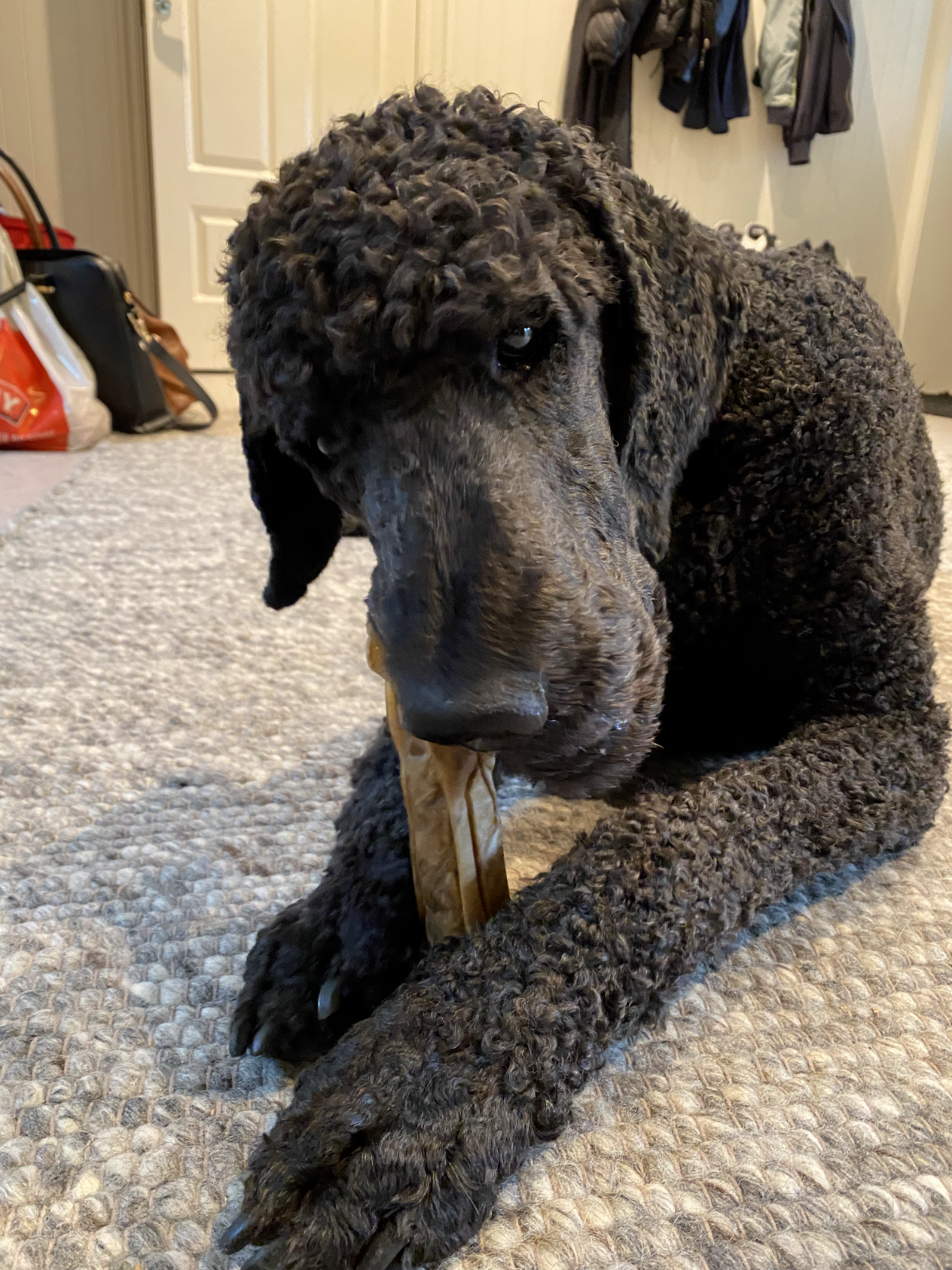 Max, occupied with a chew