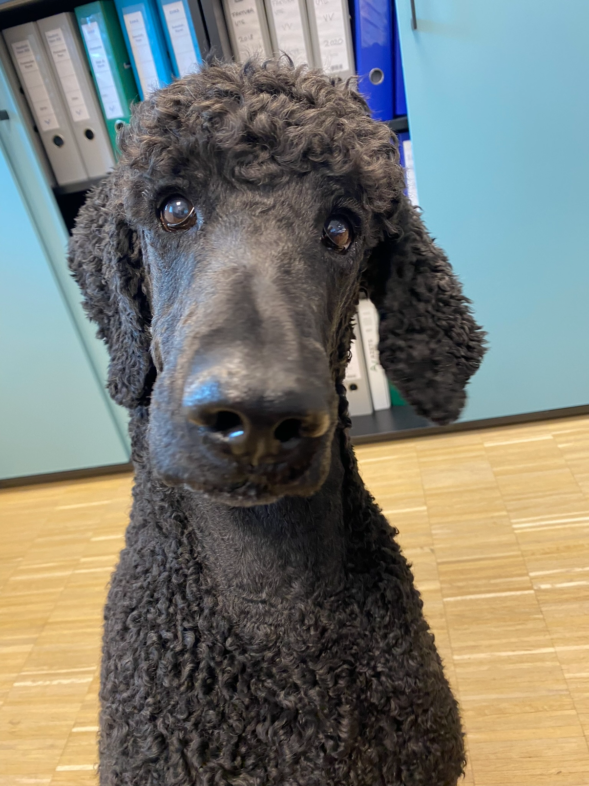 Max looking into the camera