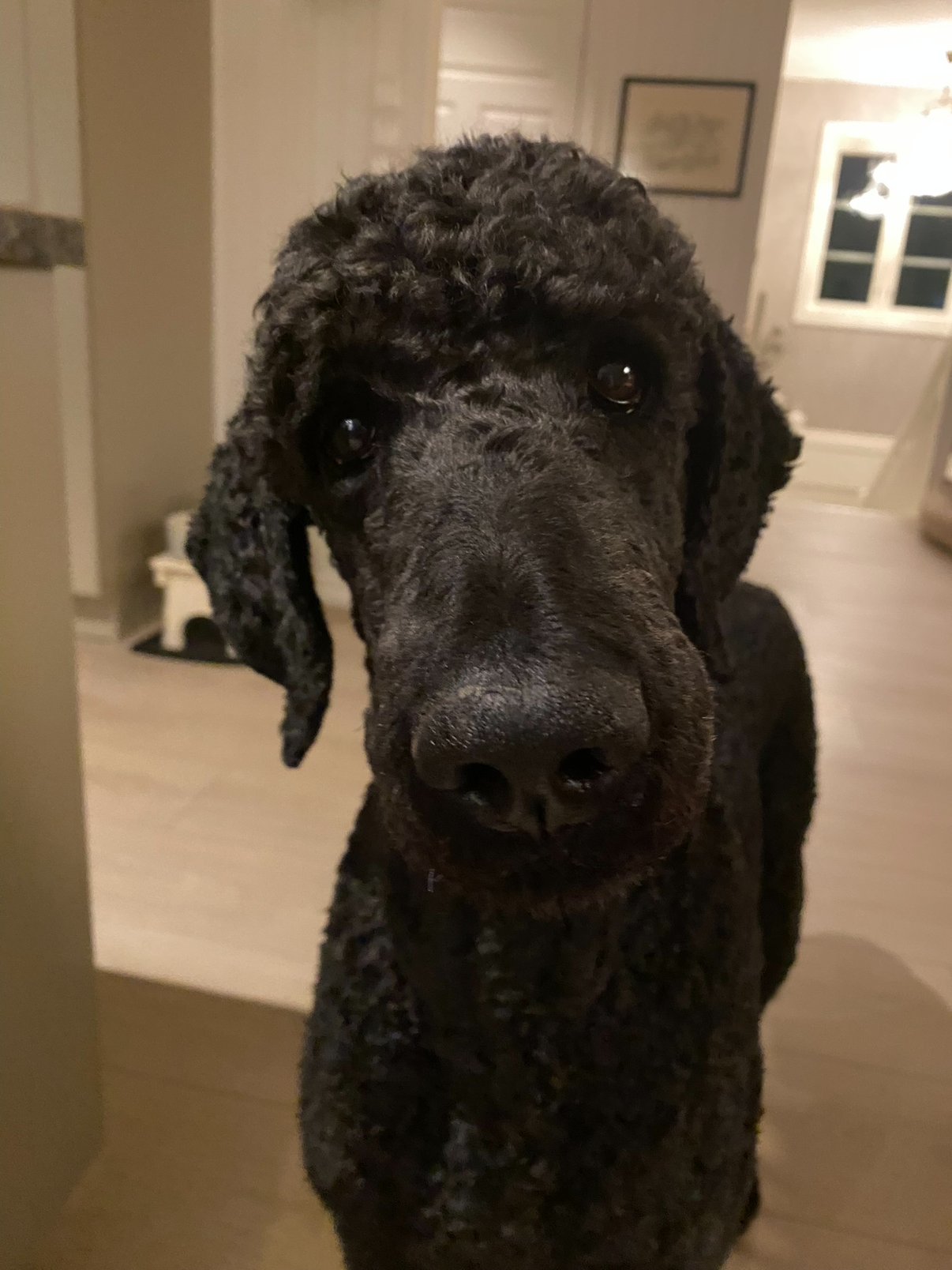 Max, a black standard poodle, looking straight into the camera at home