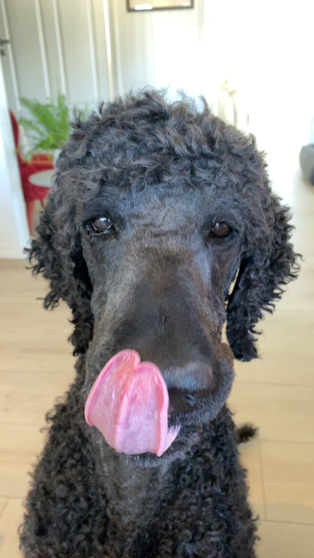 Max the black standard poodle, close up, licking his nose