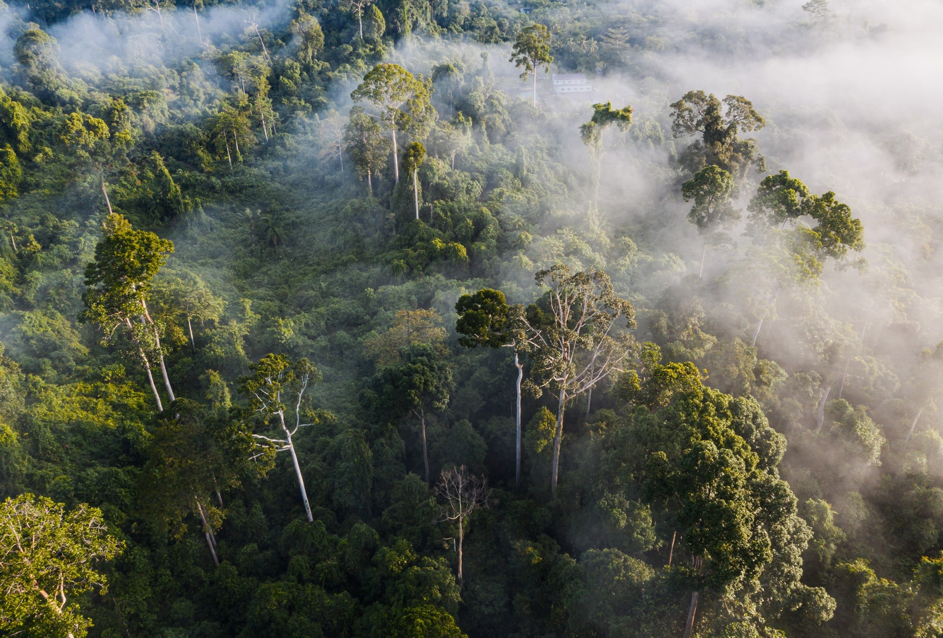 Borneo rainforest canopy