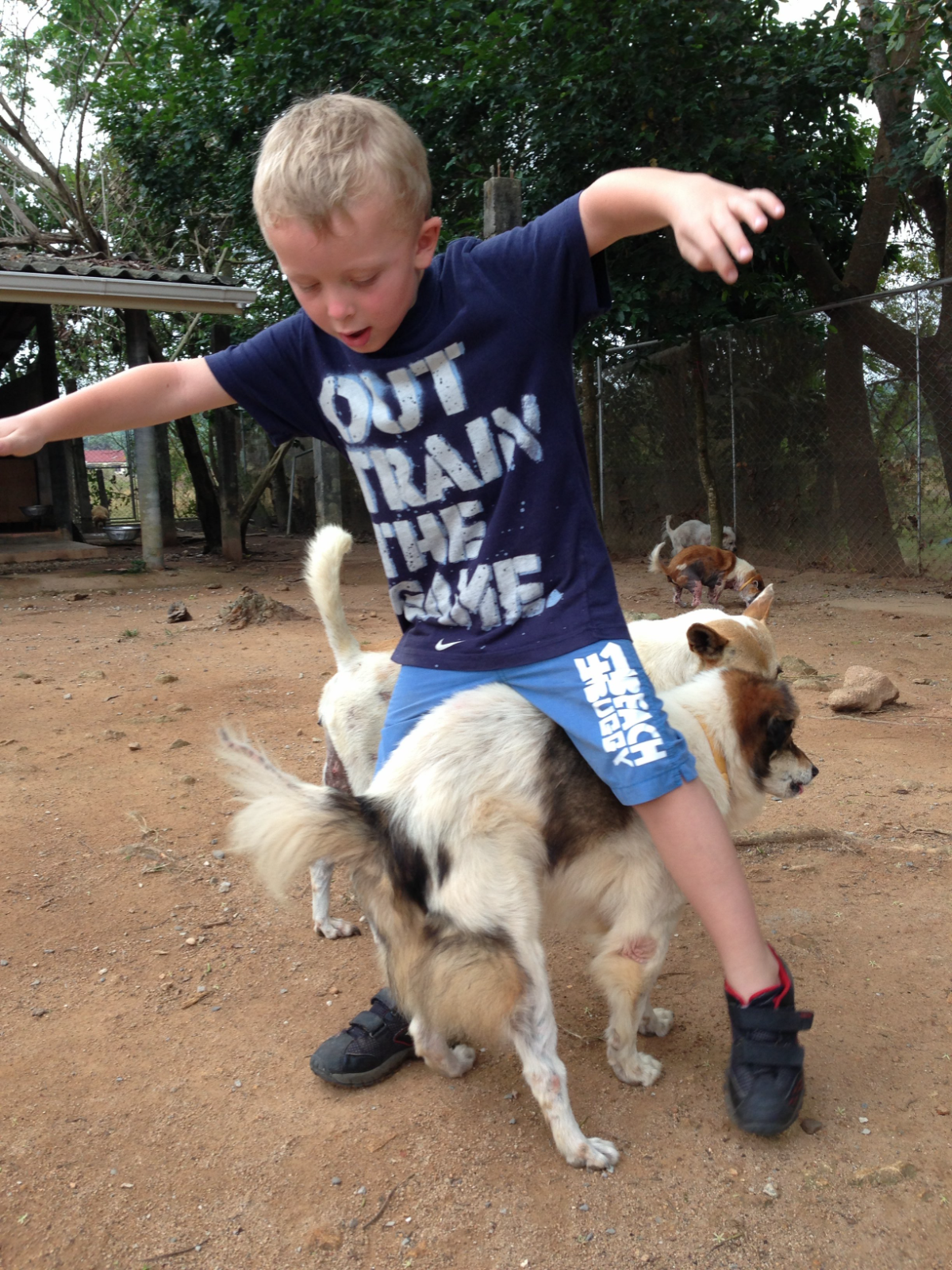 A young Mikkel at Soi Dog in Thailand, playing with rescued dogs